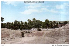 algérie - Beni-Ounif - la palmeraie dans le ksar