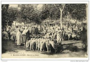 Carte Postale Ancienne Algérie - Maison Carrée (El Harrach). Marché au Bétail - Commerces, moutons