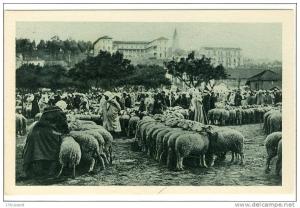 Carte Postale Ancienne Algérie - Maison Carrée (El Harrach). Marché aux Moutons - Commerces