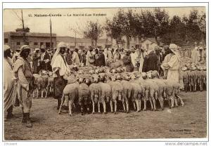 Carte Postale Ancienne Algérie - Maison Carrée (El Harrach). Le Marché (Les Moutons) - Commerces