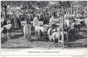 Algérie - Maison-Carrée (El Harrach) Le Marché aux Boeufs