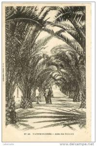 ALGERIE.MAISON CARREE.ALLEE DES PALMIERS. El Harrach