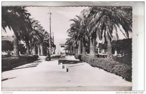 HUSSEIN DEY / 29è GENIE - ALLEE CENTRALE