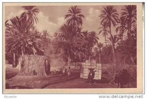 TUNISIE - dans une palmeraie du sud - nr 15 prouho à hussein dey - d4 271