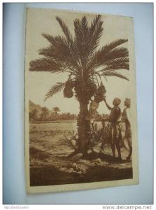 ALGERIE - UNE RECOLTE DES DATTES DANS LE SUD - 1926 (EDITION L'AFRIQUE HUSSEIN DEY N° 1)