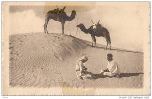 chameliers au désert dans le grand Erg -- collection Prouho - hussein Dey -  neuve scotch