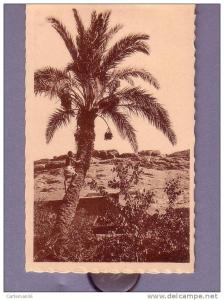 Algérie - Bou Saada - Cueillette des dattes - Editeur R. Prouho - Hussein Dey