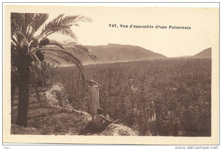 BENI-OUNIF - Vue d'ensemble d'une Palmeraie