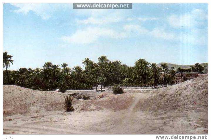 algérie - Beni-Ounif - la palmeraie dans le ksar