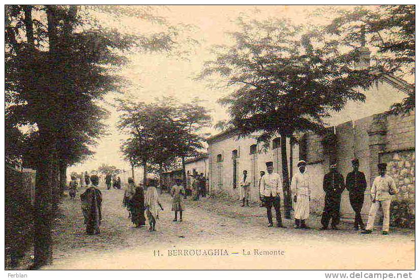 AFRIQUE. ALGERIE. BERROUAGHIA. La Remonte.