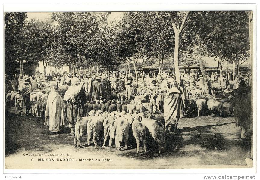 Carte Postale Ancienne Algérie - Maison Carrée (El Harrach). Marché au Bétail - Commerces, moutons