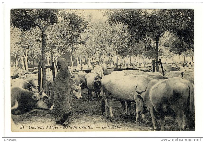 Carte Postale Ancienne Algérie - Maison Carrée (El Harrach). Le Marché - Commerces, Boeufs