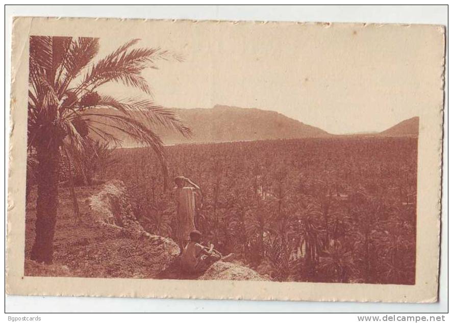 Vue d'ensemble d'une Palmerale - ed. R. Prouho , Hussein Dey