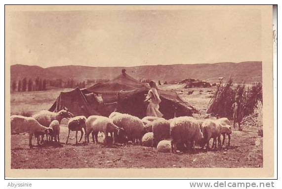TUNISIE - (animé, moutons) campement de nomades dans le sud - nr 9 prouho à hussein dey - d4 244