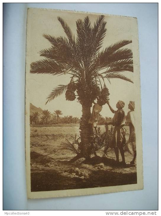 ALGERIE - UNE RECOLTE DES DATTES DANS LE SUD - 1926 (EDITION L'AFRIQUE HUSSEIN DEY N° 1)