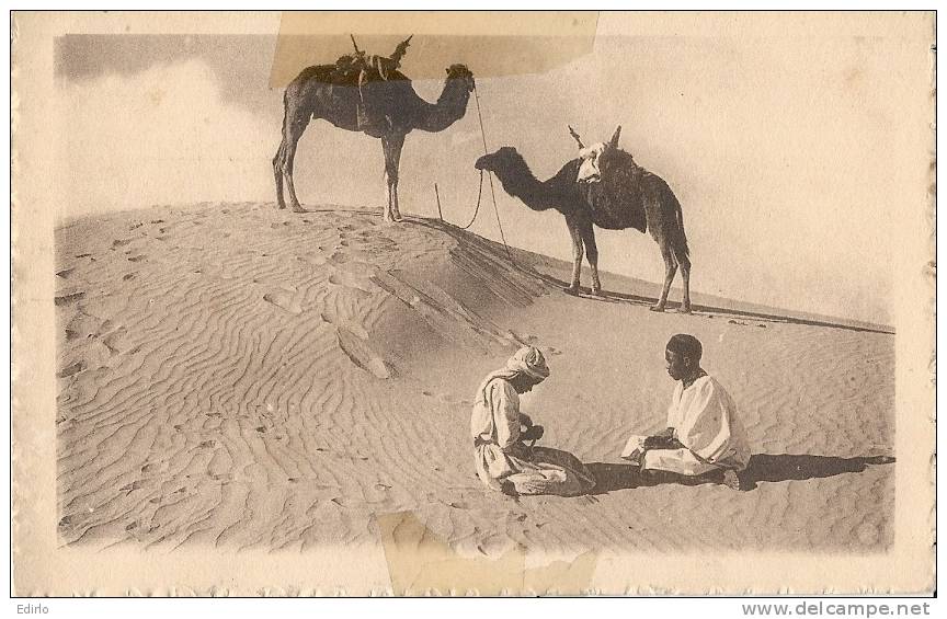chameliers au désert dans le grand Erg -- collection Prouho - hussein Dey -  neuve scotch