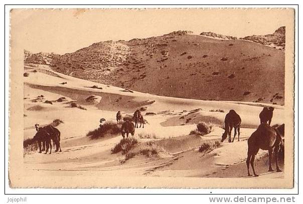 Chameaux au paturage dans le désert - col. artistique 