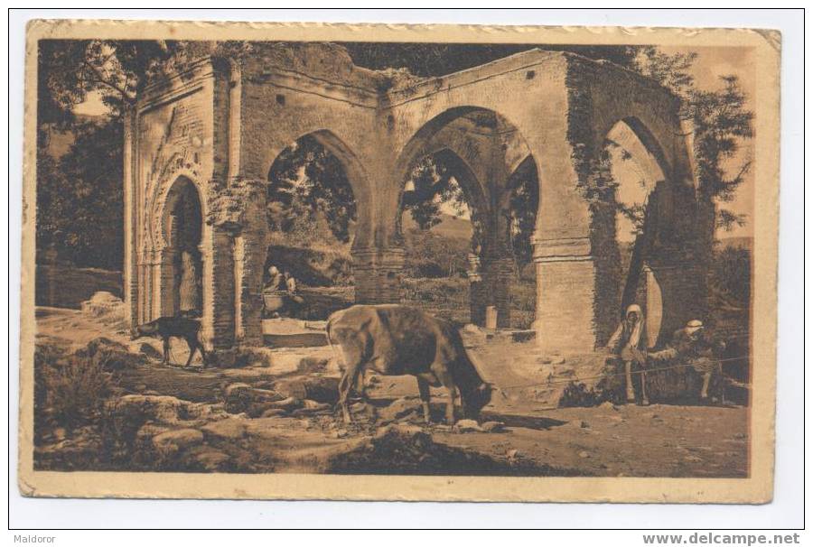 ALGERIE  ***  HUSSEIN  DEY    Tombeaux de  ***ABOU et Tayer - BERGERS  VACHES ..    - Excellent cliché