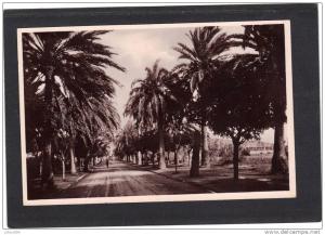 Algérie - ARZEW - Avenue des Palmiers