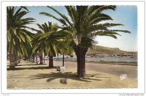 Algérie. Arzew. L´allée des palmiers (774)