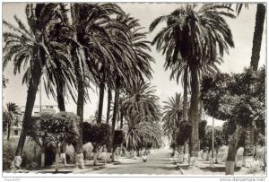 CPSM ARZEW (Algérie) - La Route d'Oran