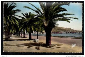 Arzew - L'Allée des Palmiers