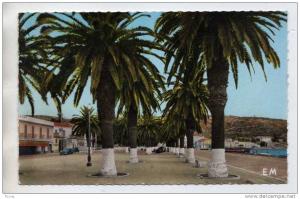 ARZEW ALGERIE -  LA PALMERAIE DU PORT ( EDITION COMBI ORAN ) EM