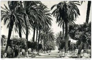 ALGERIE - ARZEW - ROUTE D´ORAN