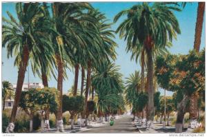 Algérie  Arzew  route d´Oran    Années 50