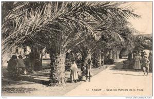 ALGERIE  ARZEW  Sous les Palmiers de la Place
