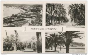 Souvenir d´Arzew, CAP