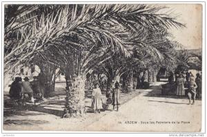 Algérie  Arzew sous les palmiers de la place
