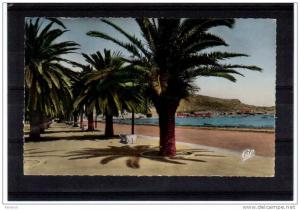 Algerie , ARZEW, allée des palmiers plage , Cie des arts Photomécaniques éditions