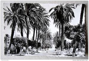 Algérie - CP N° 147F - Arzew, La Route d'Oran - CPSM/E en 1958