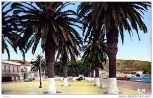 ALGERIE - ARZEW - LA PALMERAIE DU PORT -