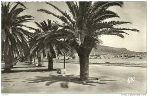 ARZEW N° 15 L'ALLEE DES PALMIERS