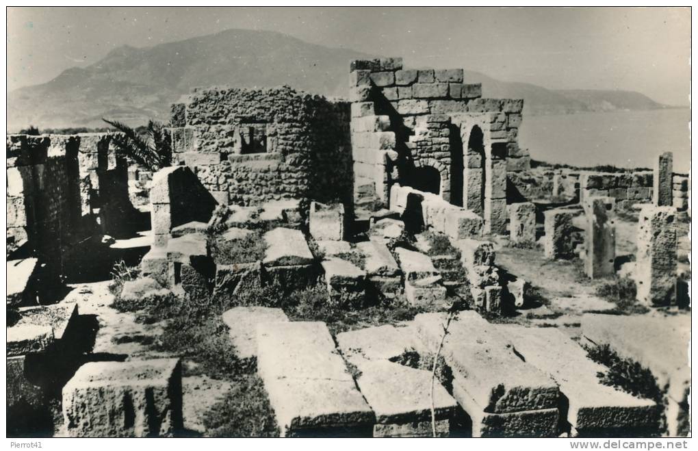 ALGERIE - TIPASA - La Basilique de Sainte Salsa et le Chenoua