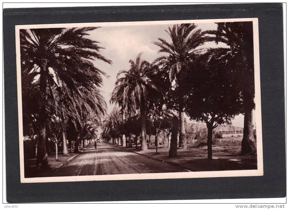 Algérie - ARZEW - Avenue des Palmiers
