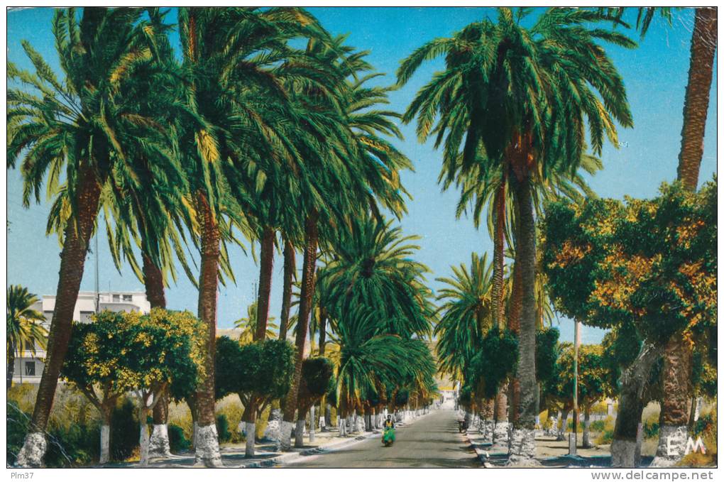 ARZEW - Route d'Oran