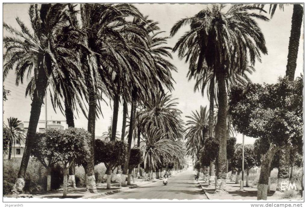 CPSM ARZEW (Algérie) - La Route d'Oran
