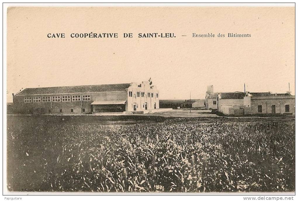 cpa bon état , oran , vieille ville arzew ,cave vinicole  cave coopérative de saint-leu , ensemble   batiments