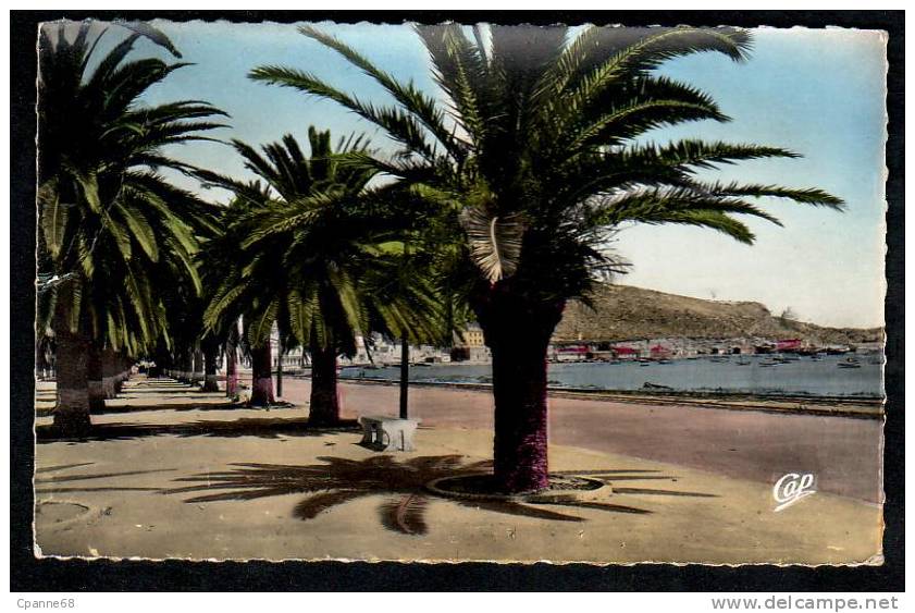 Arzew - L'Allée des Palmiers