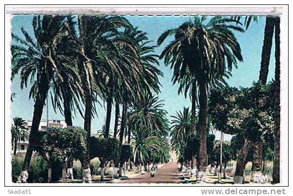 ARZEW  LA  ROUTE  D'ORAN  +  TAMPON  MILITAIRE  A.F.N.       CPSM TBE  1W980