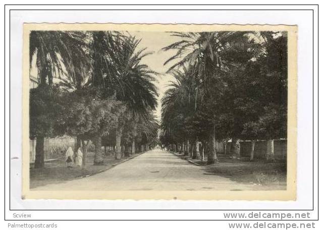 RP  ARZEW (Oran) - Avenue des Palmiers 20-40s
