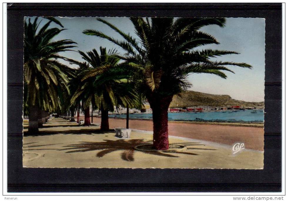 Algerie , ARZEW, allée des palmiers plage , Cie des arts Photomécaniques éditions