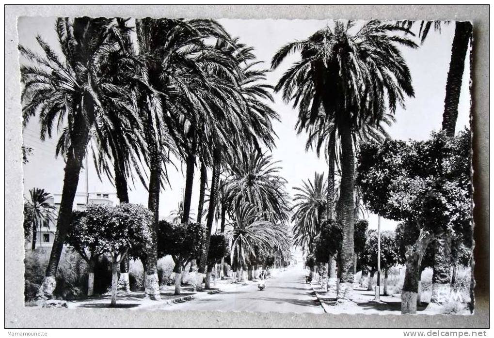 Algérie - CP N° 147F - Arzew, La Route d'Oran - CPSM/E en 1958