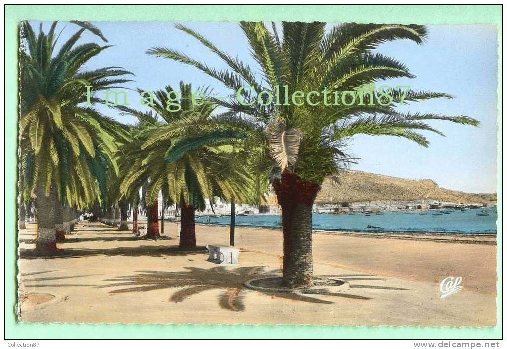AFRIQUE du NORD - ALGERIE - ARZEW - L'ALLEE des PALMIERS