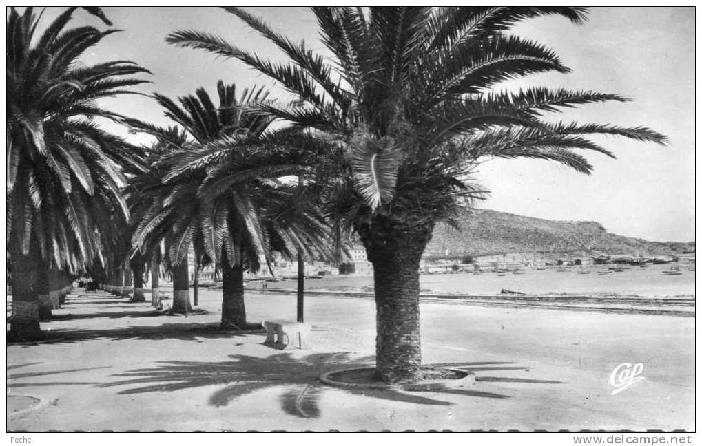 cpsm Arzew -l´allée des palmiers-