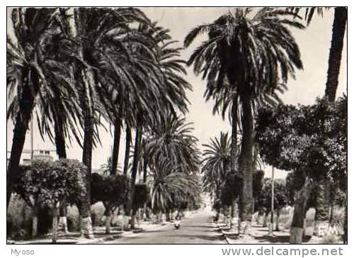 ARZEW La route d´ORAN ,vespa