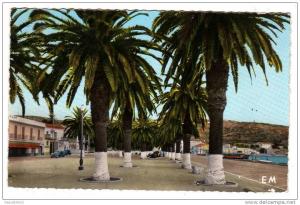 ARZEW -Algérie -La Palmeraie du Port           ...CPSM petit format